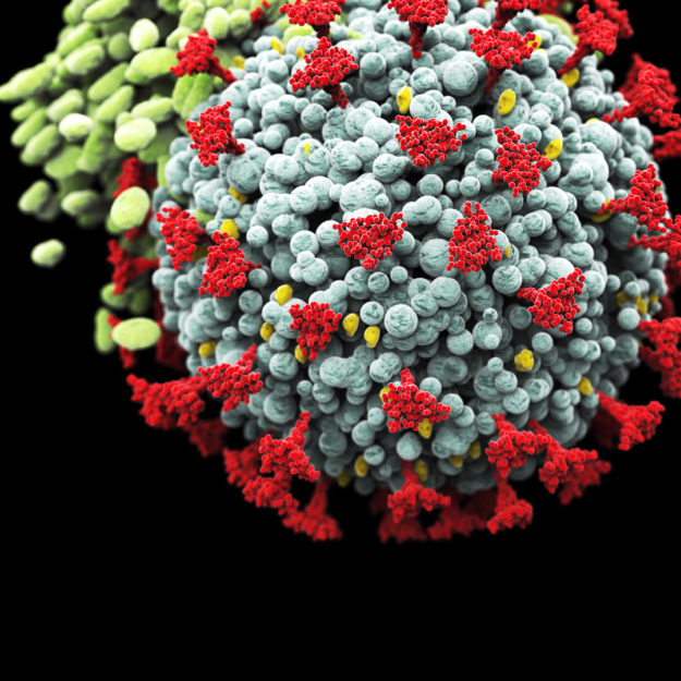 Coronavirus Variants